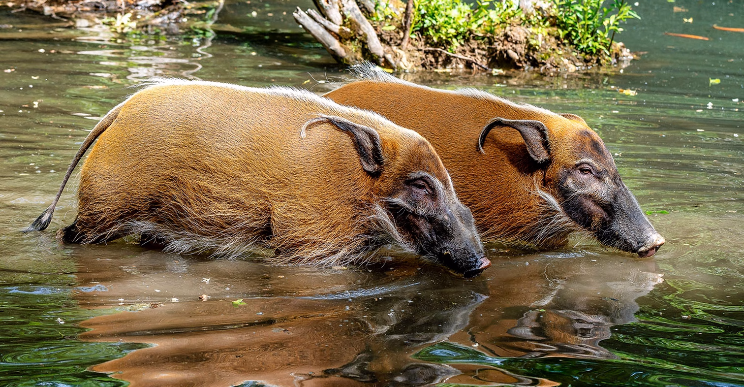 Crocodiles et capybaras : démystification d&rsquo;une mystérieuse alliance scientifique