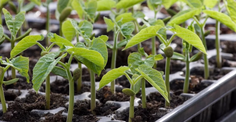 À la découverte du monde végétal : combien de plantes comestibles peuplent notre planète ?