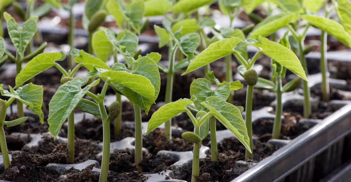 À la découverte du monde végétal : combien de plantes comestibles peuplent notre planète ?