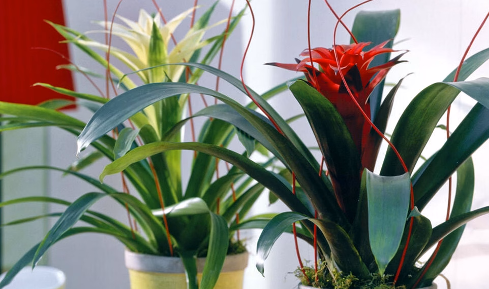 Plantes médicinales pour soulager les douleurs articulaires